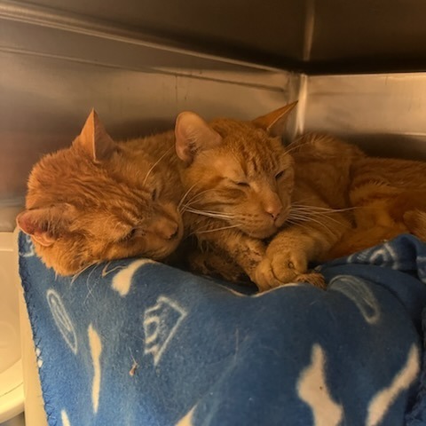 Chowder--In Foster