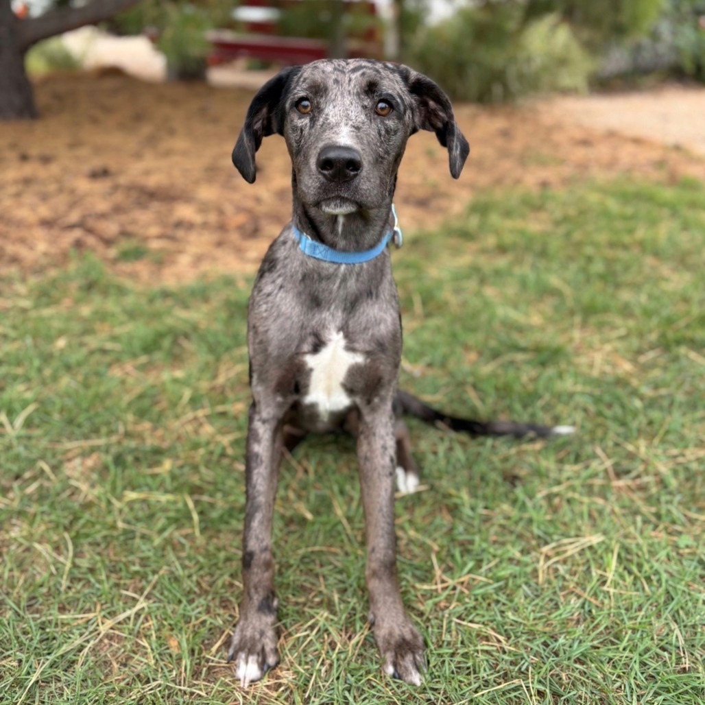 Babylon***ADOPTION PENDING***