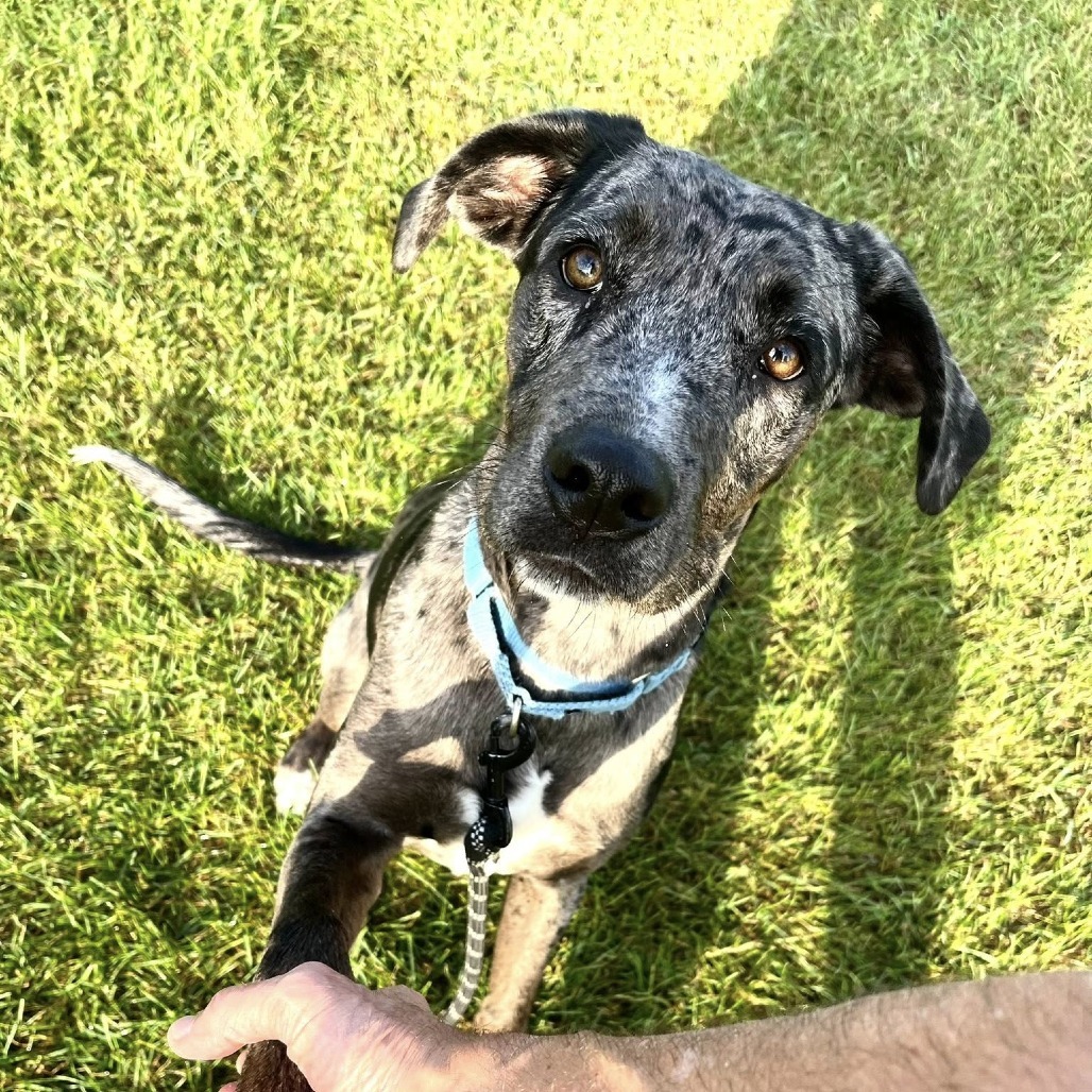 Babylon***ADOPTION PENDING***