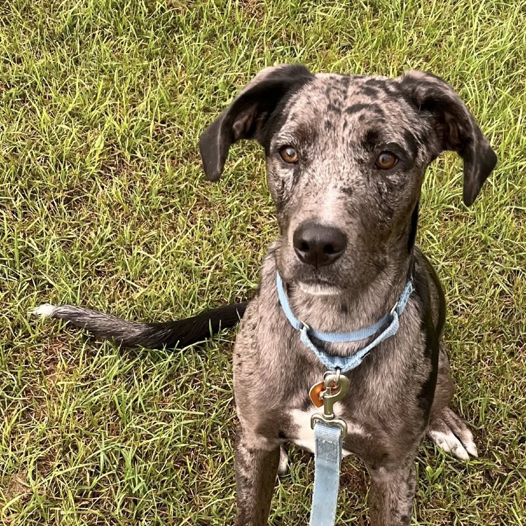 Babylon***ADOPTION PENDING***