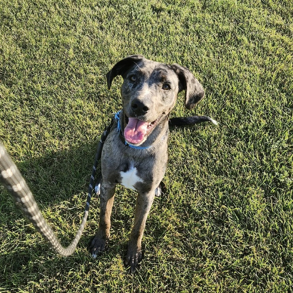 Babylon***ADOPTION PENDING***