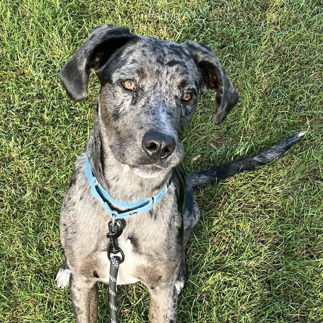 Babylon***ADOPTION PENDING***