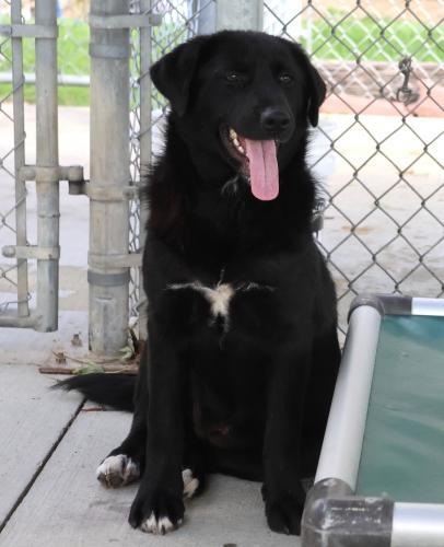 Hero, an adoptable Shepherd in Thief River Falls, MN, 56701 | Photo Image 1