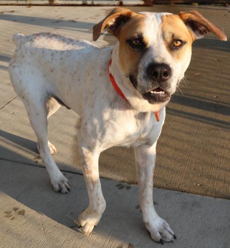 Buddiee, an adoptable Cattle Dog in Thief River Falls, MN, 56701 | Photo Image 1