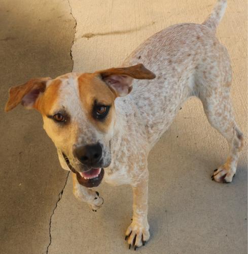 Freckles, an adoptable Cattle Dog in Thief River Falls, MN, 56701 | Photo Image 1