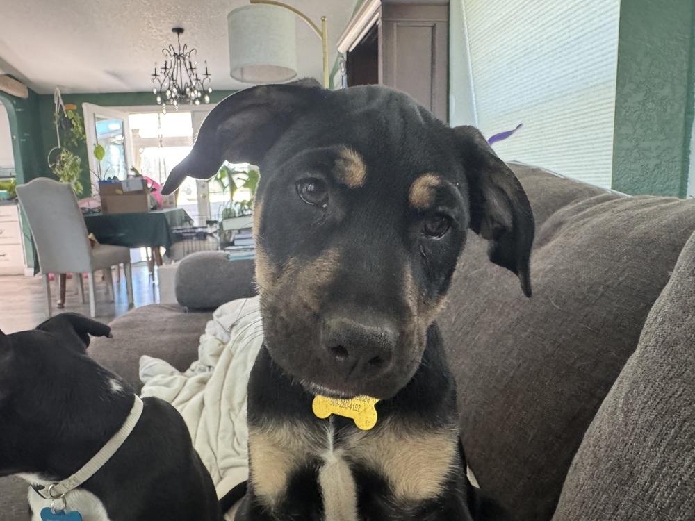 January, an adoptable Labrador Retriever in Spokane, WA, 99207 | Photo Image 2