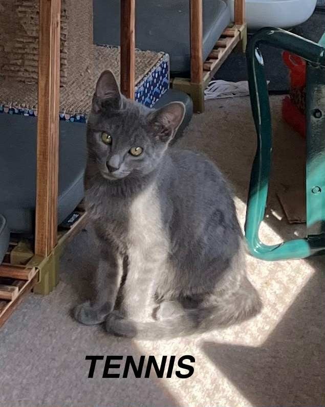 Tennis
