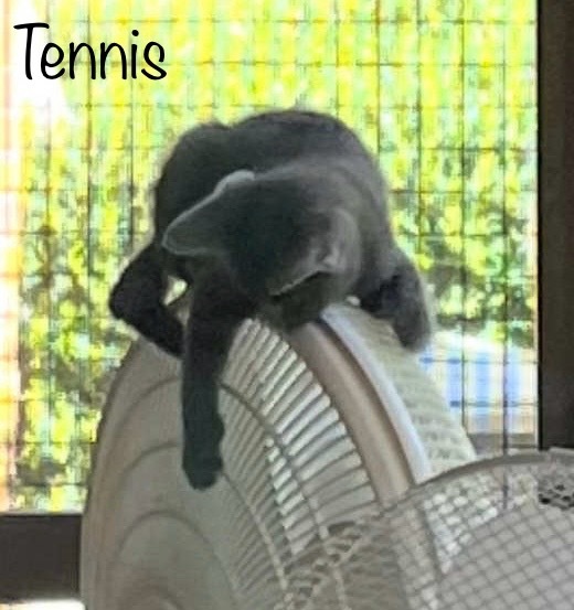 Tennis