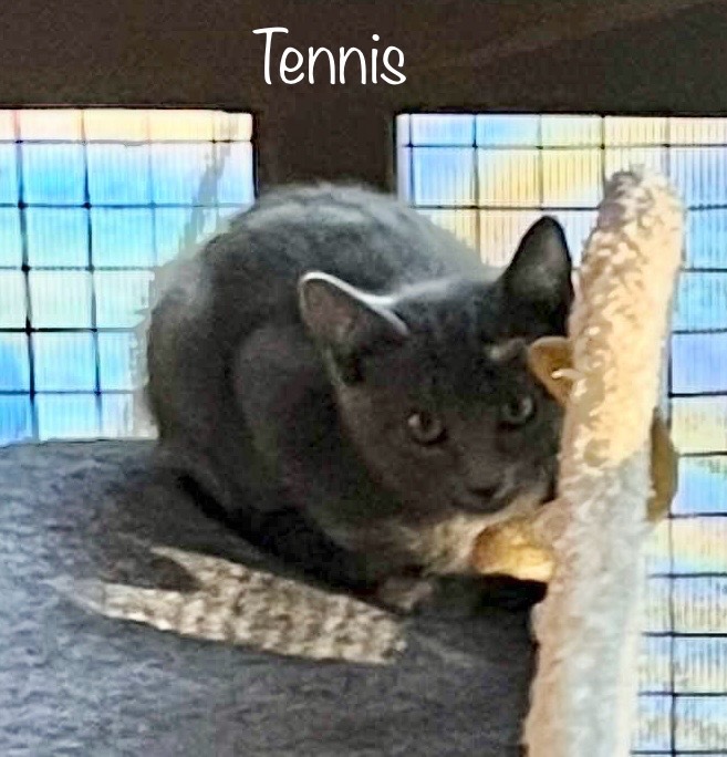 Tennis