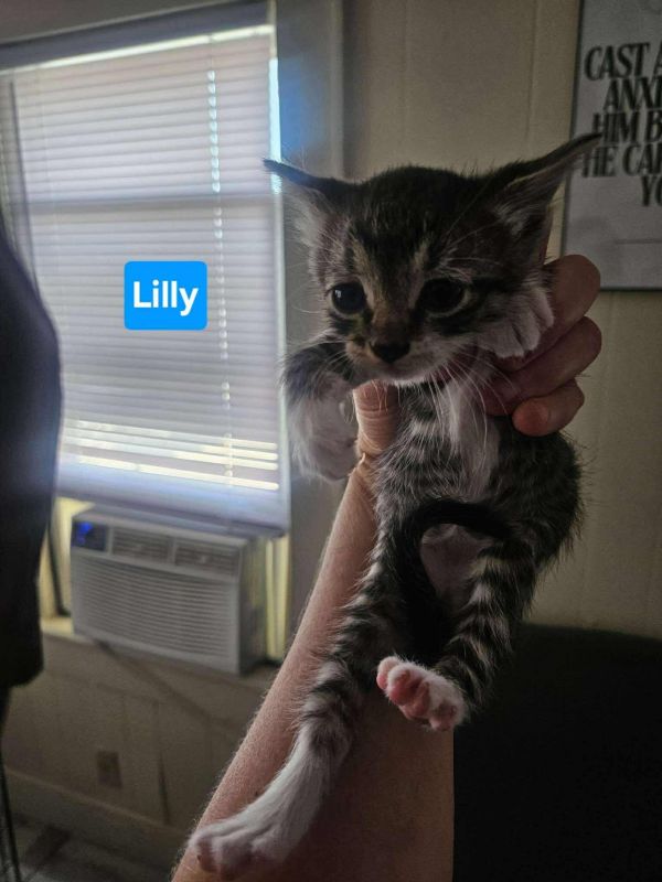 Tiger Lilly thumbnail 2