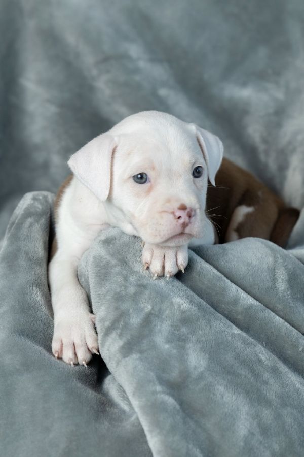 Hutchinson thumbnail 2