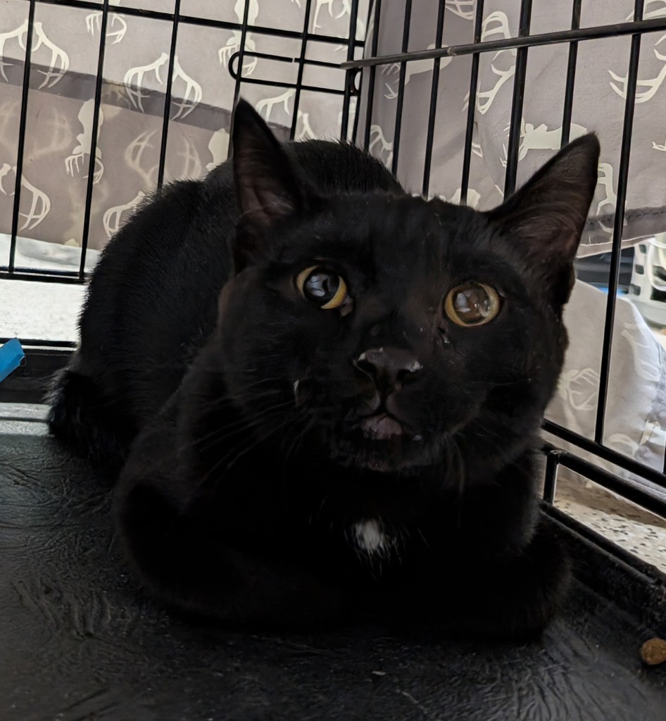 Cedar 151, an adoptable Domestic Short Hair in Havre, MT, 59501 | Photo Image 1