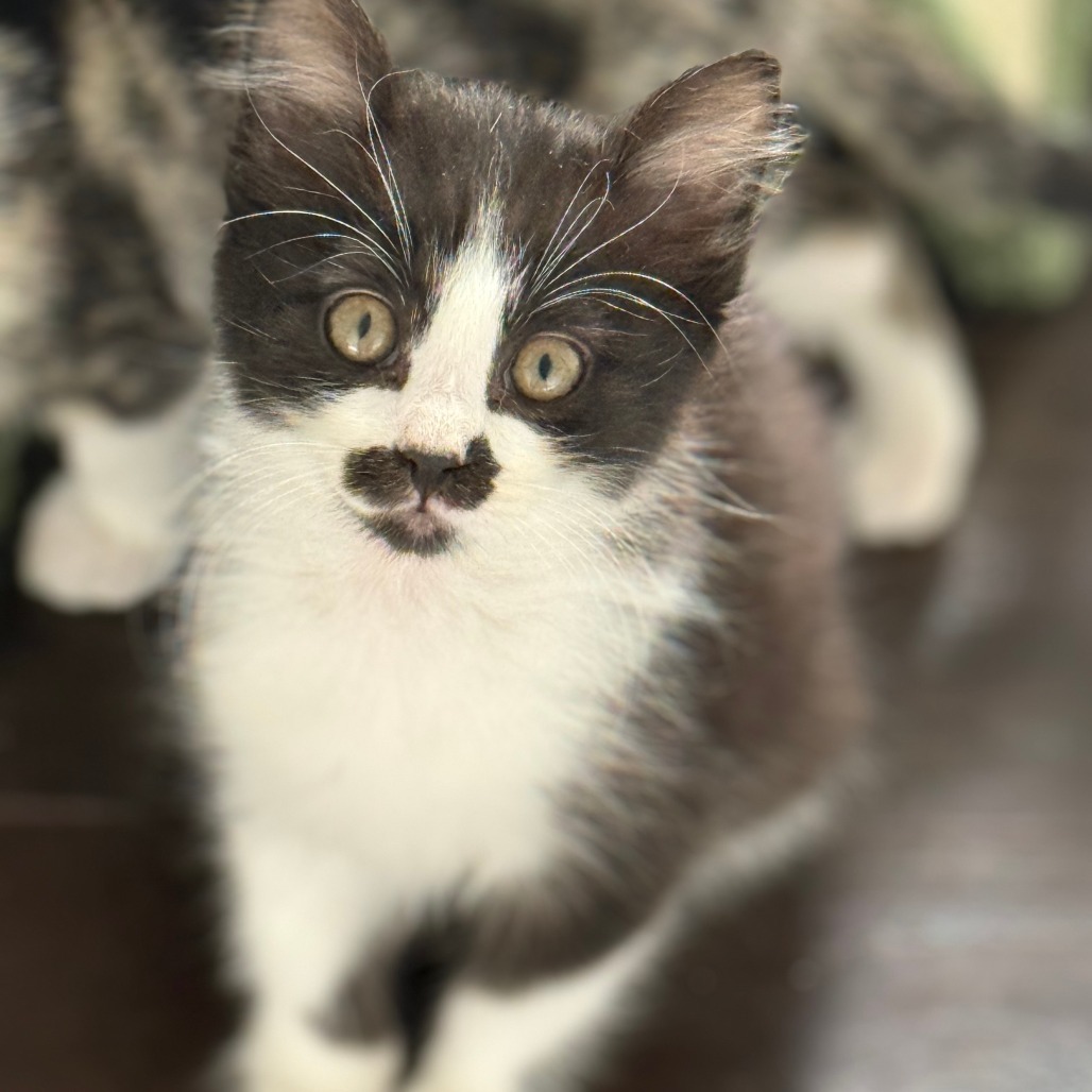 Loki