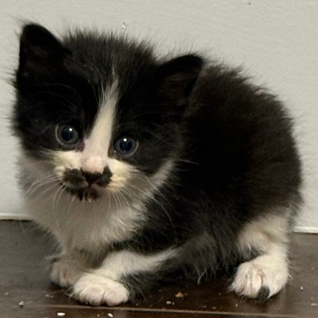 Loki
