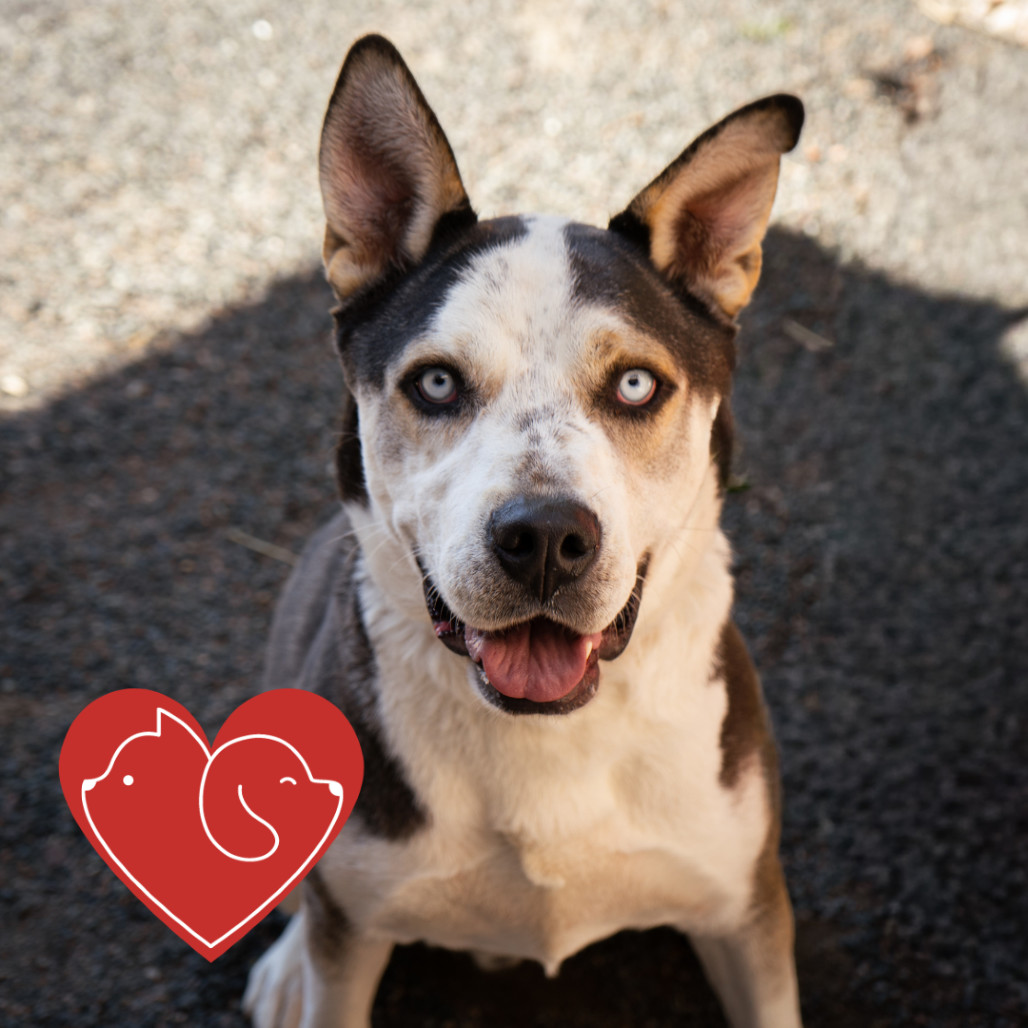 Thatcher, an adoptable Husky in Cheyenne, WY, 82007 | Photo Image 1