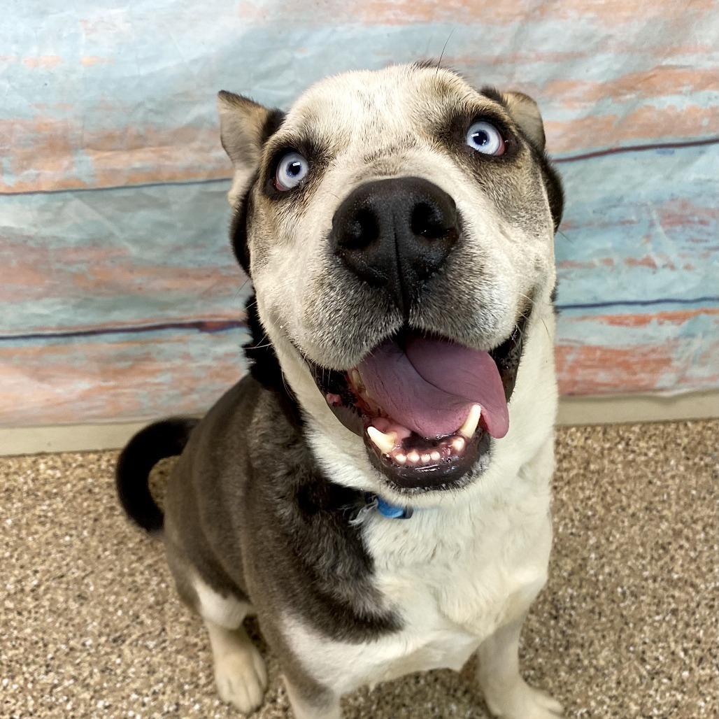 Thatcher, an adoptable Husky in Cheyenne, WY, 82007 | Photo Image 2