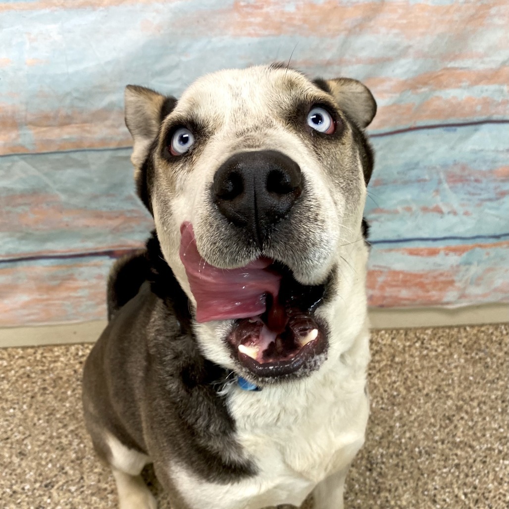 Thatcher, an adoptable Husky in Cheyenne, WY, 82007 | Photo Image 3