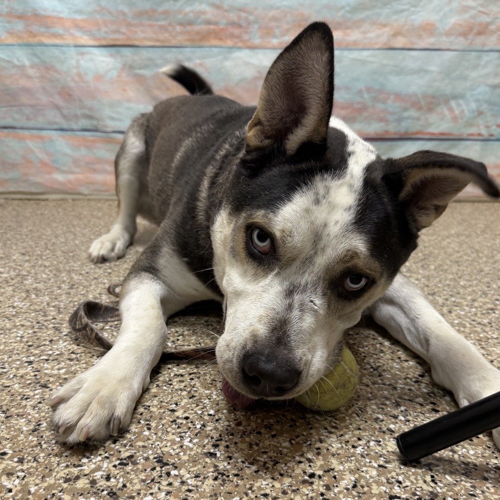 Thatcher, an adoptable Husky in Cheyenne, WY, 82007 | Photo Image 4