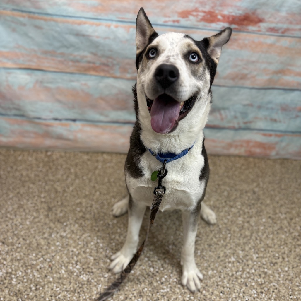 Thatcher, an adoptable Husky in Cheyenne, WY, 82007 | Photo Image 5