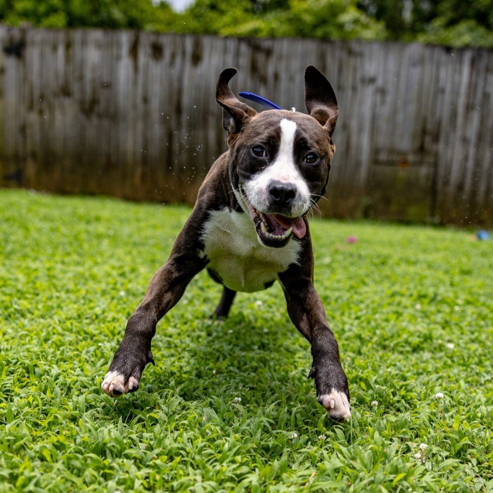 Duke