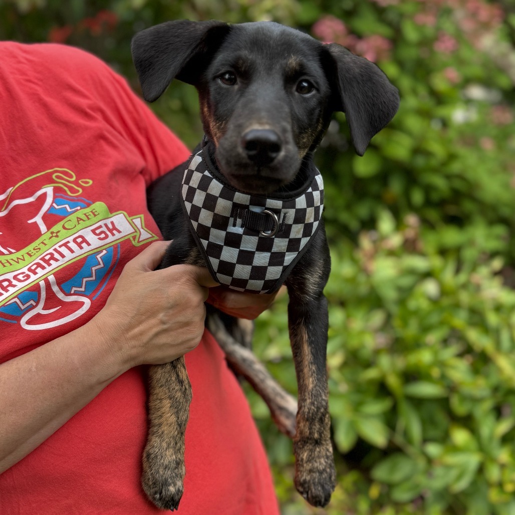 NY Pablano (Foster in Brewster)