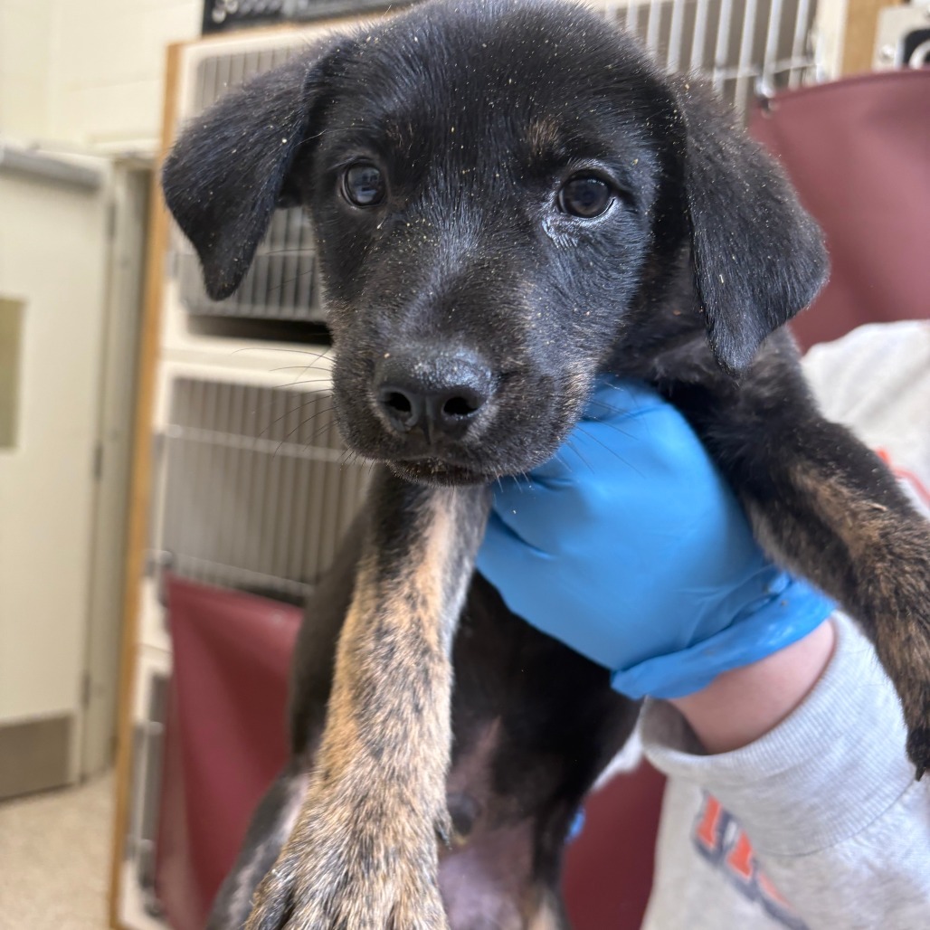 NY Pablano (Foster in Brewster)
