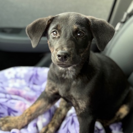 NY Pablano (Foster in Brewster)