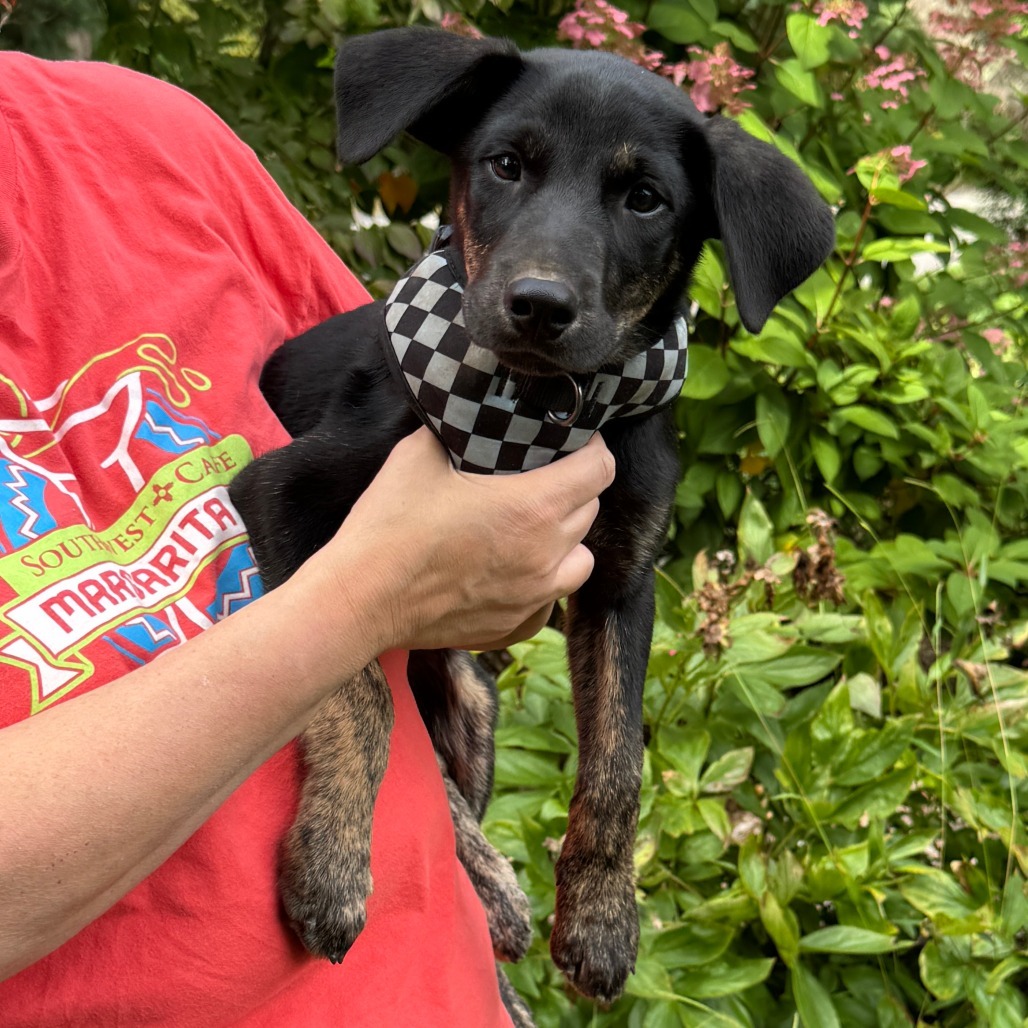 NY Pablano (Foster in Brewster)