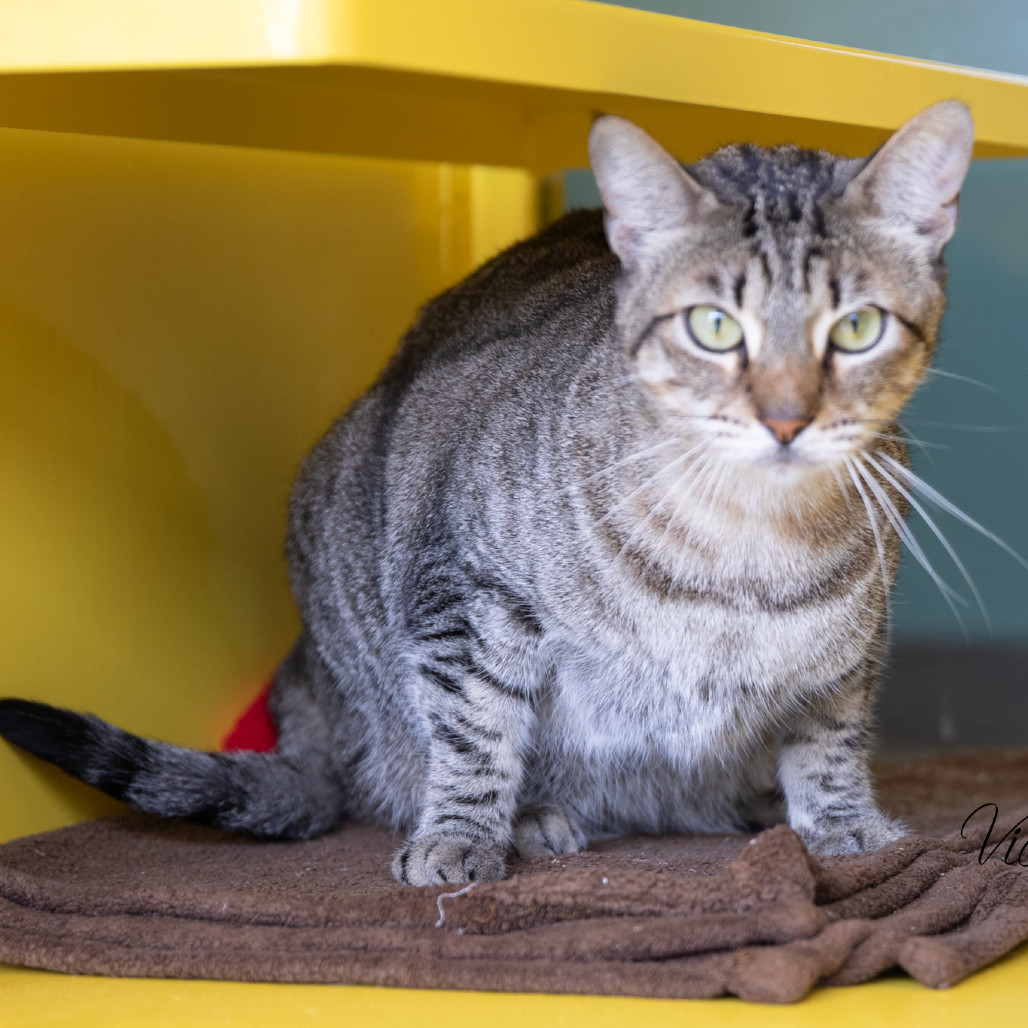 London, an adoptable Domestic Short Hair in Abilene, TX, 79602 | Photo Image 5