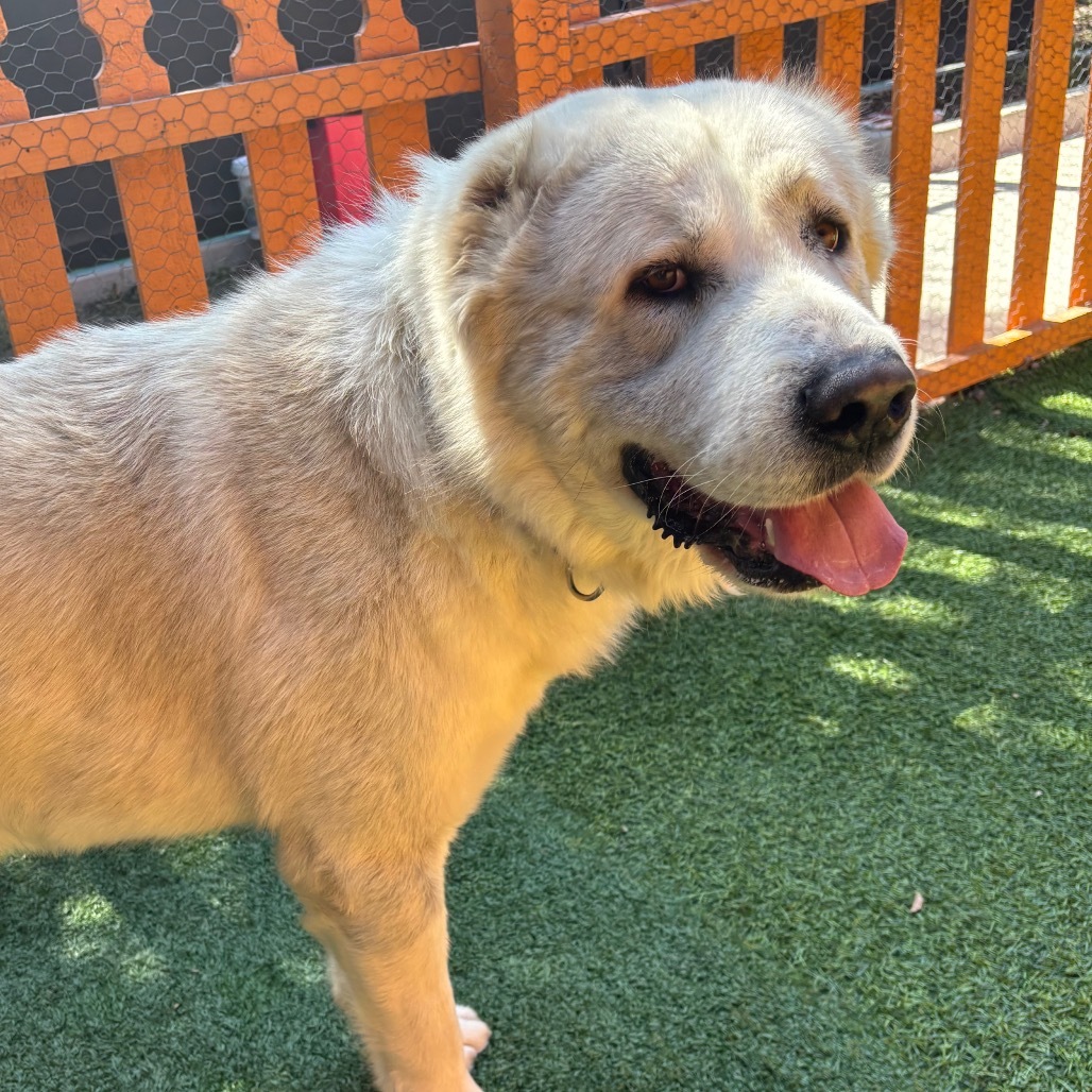 COZY A2196397, an adoptable Akbash in Mission Hills, CA, 91345 | Photo Image 1