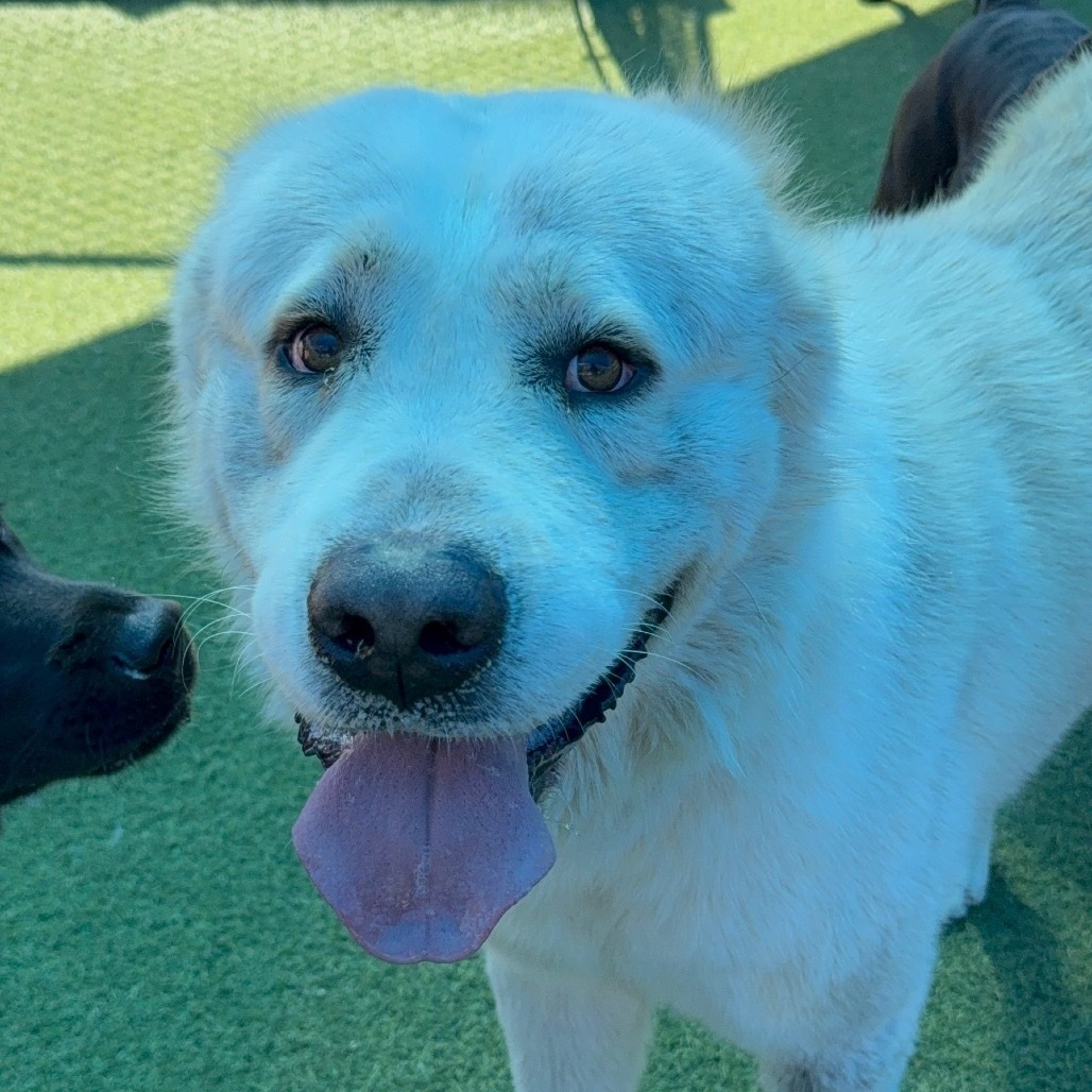 COZY A2196397, an adoptable Akbash in Mission Hills, CA, 91345 | Photo Image 2