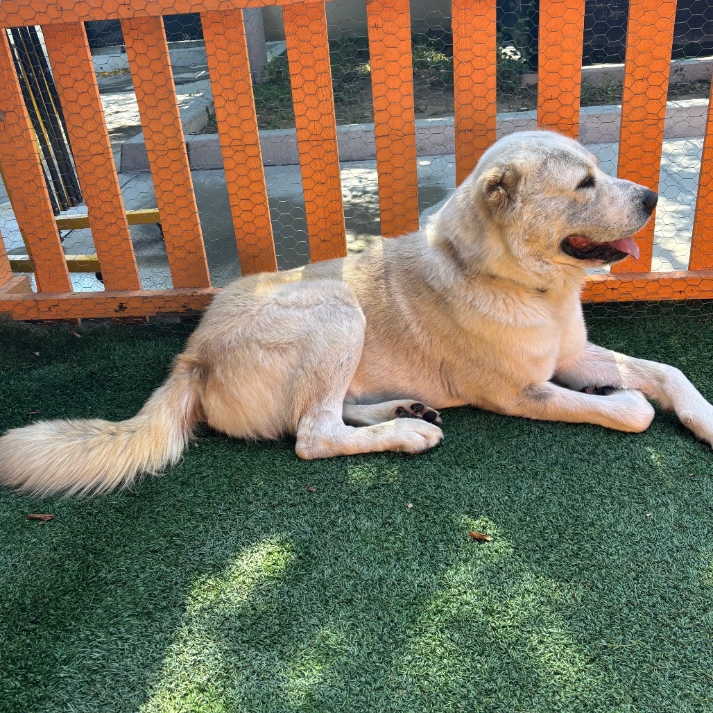 COZY A2196397, an adoptable Akbash in Mission Hills, CA, 91345 | Photo Image 3
