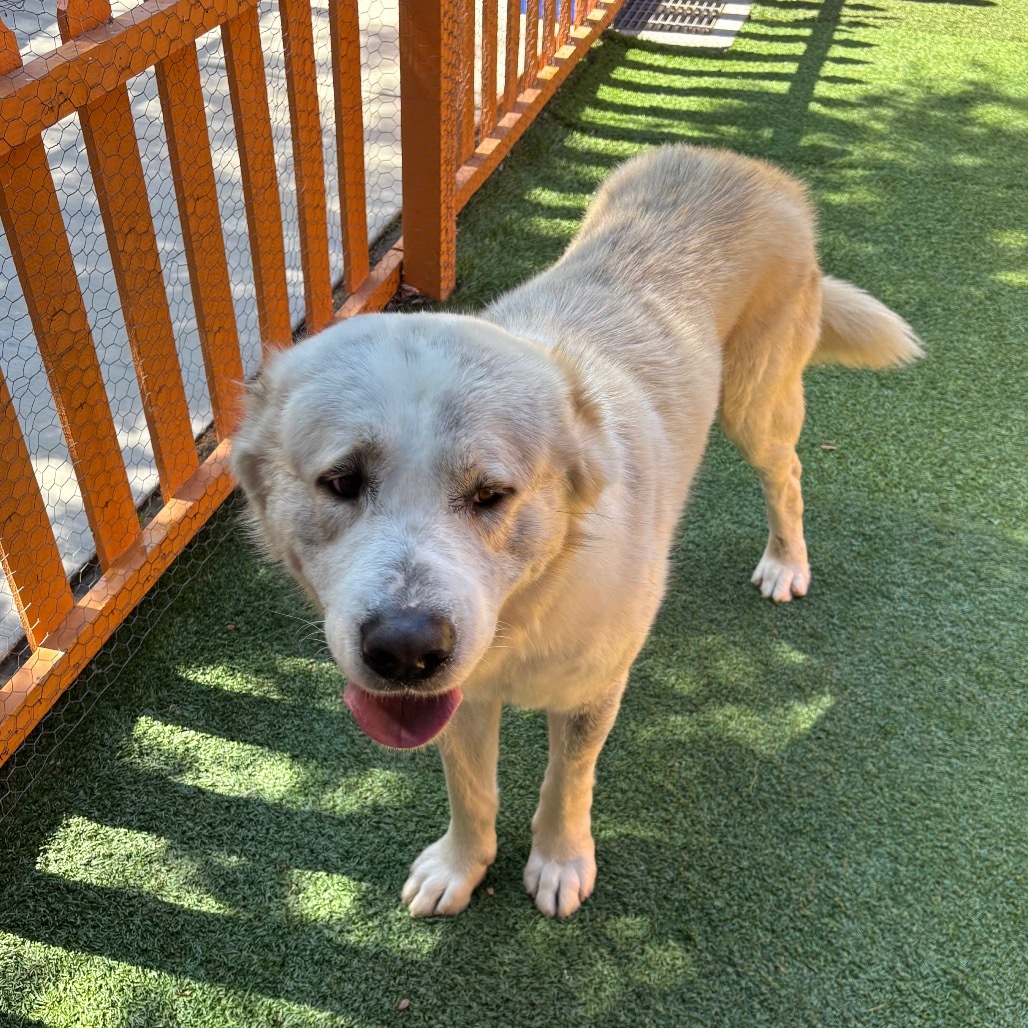 COZY A2196397, an adoptable Akbash in Mission Hills, CA, 91345 | Photo Image 4