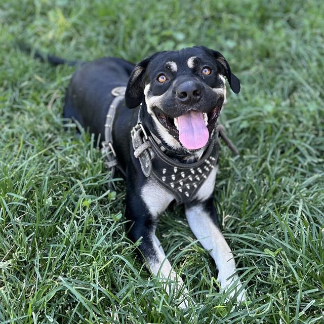 BRUTUS