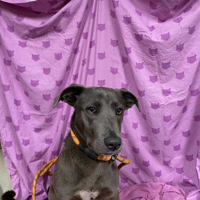 STELLA