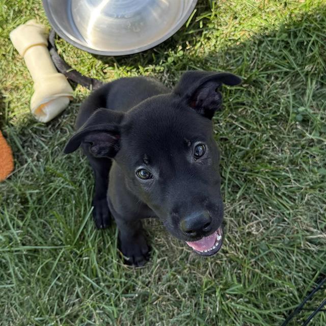 RIGATONI