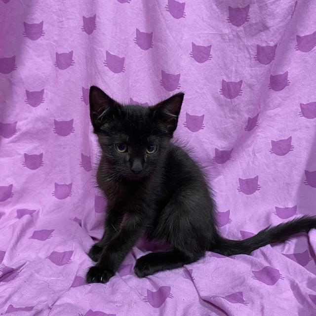 NIKO