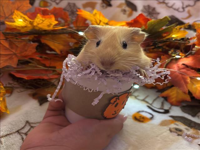 MOCHA