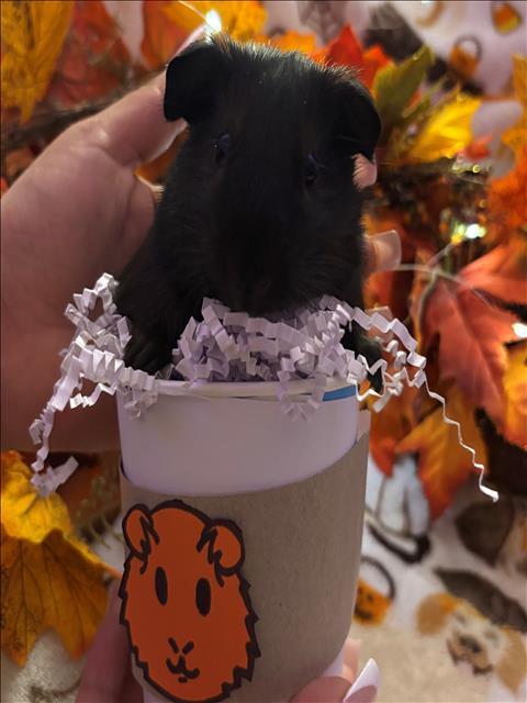 BOBA