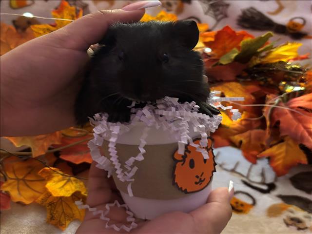 TAPIOCA