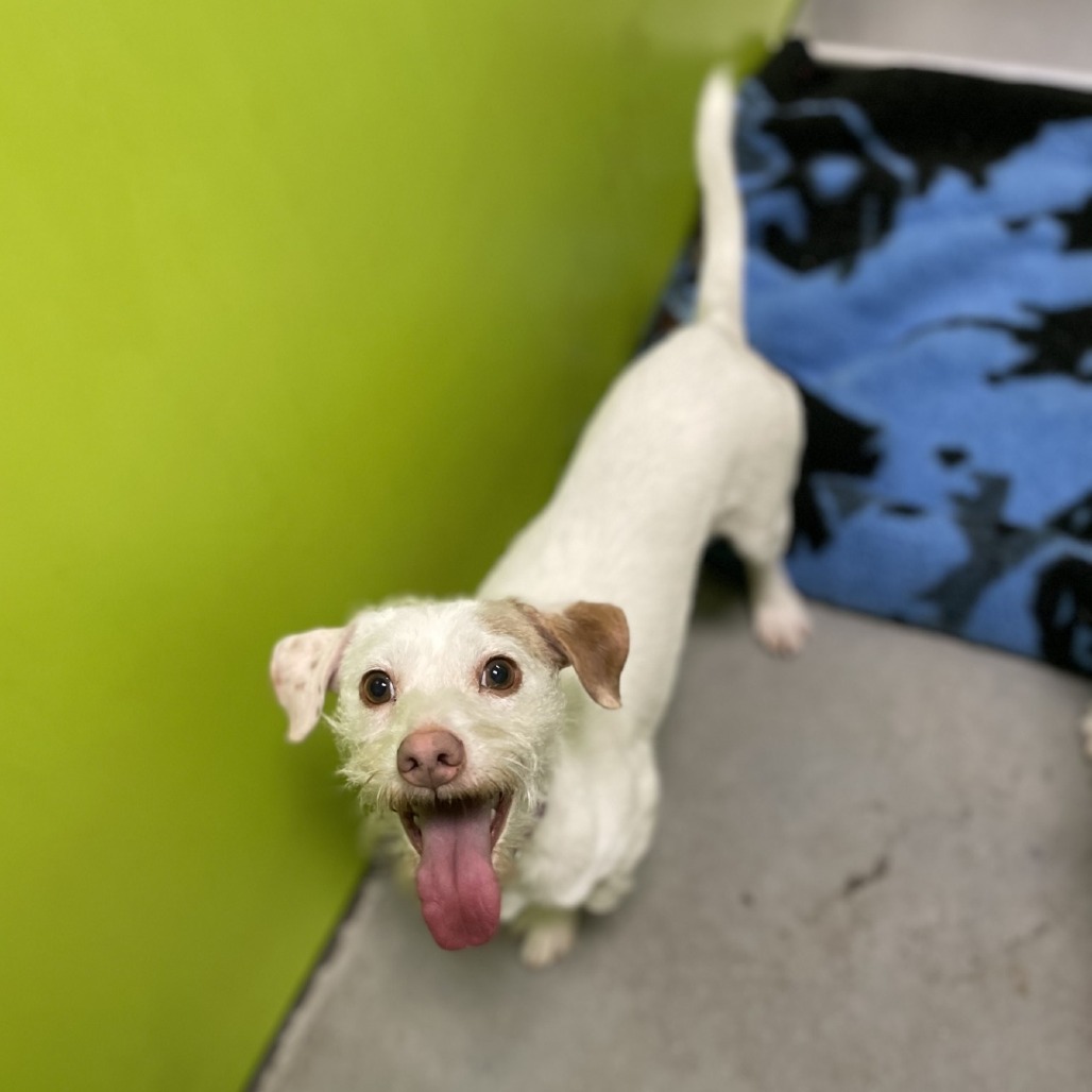 Snoopy, an adoptable Terrier, Mixed Breed in Spokane, WA, 99202 | Photo Image 1