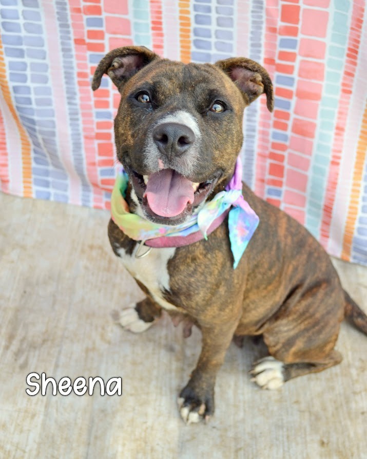Sheena