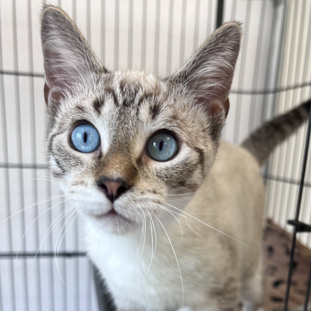 Bevo (bonded with Buc-ee)
