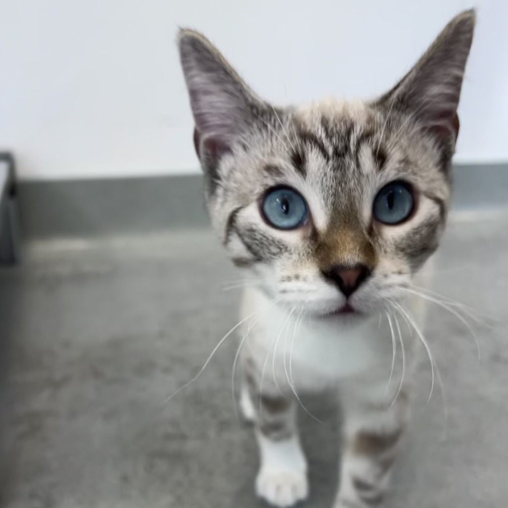 Bevo (bonded with Buc-ee)