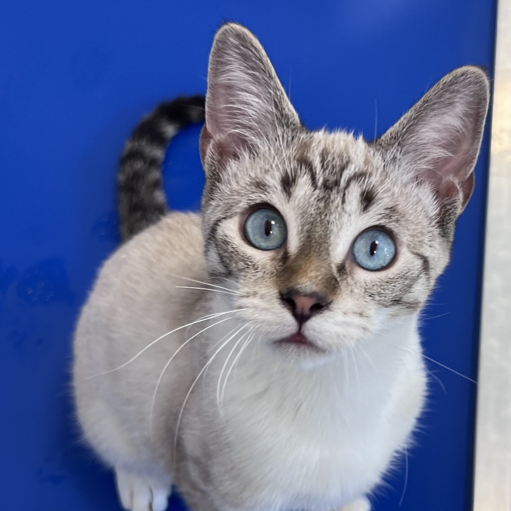 Bevo (bonded with Buc-ee)