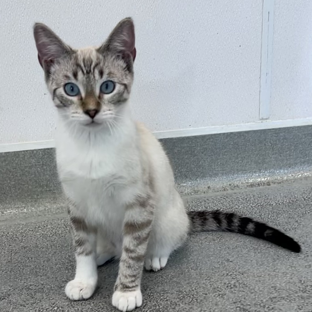 Bevo (bonded with Buc-ee)