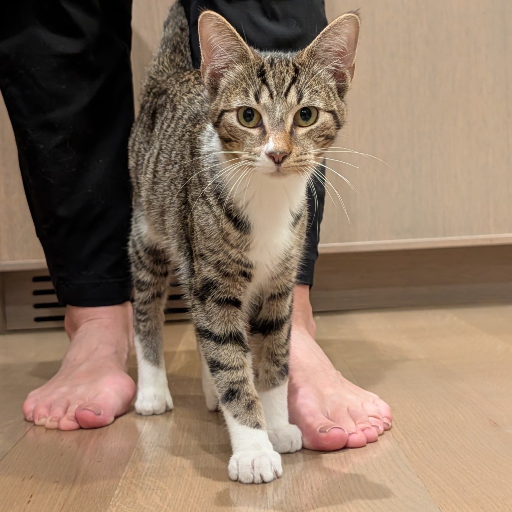 Cowboy (bonded with Astro)