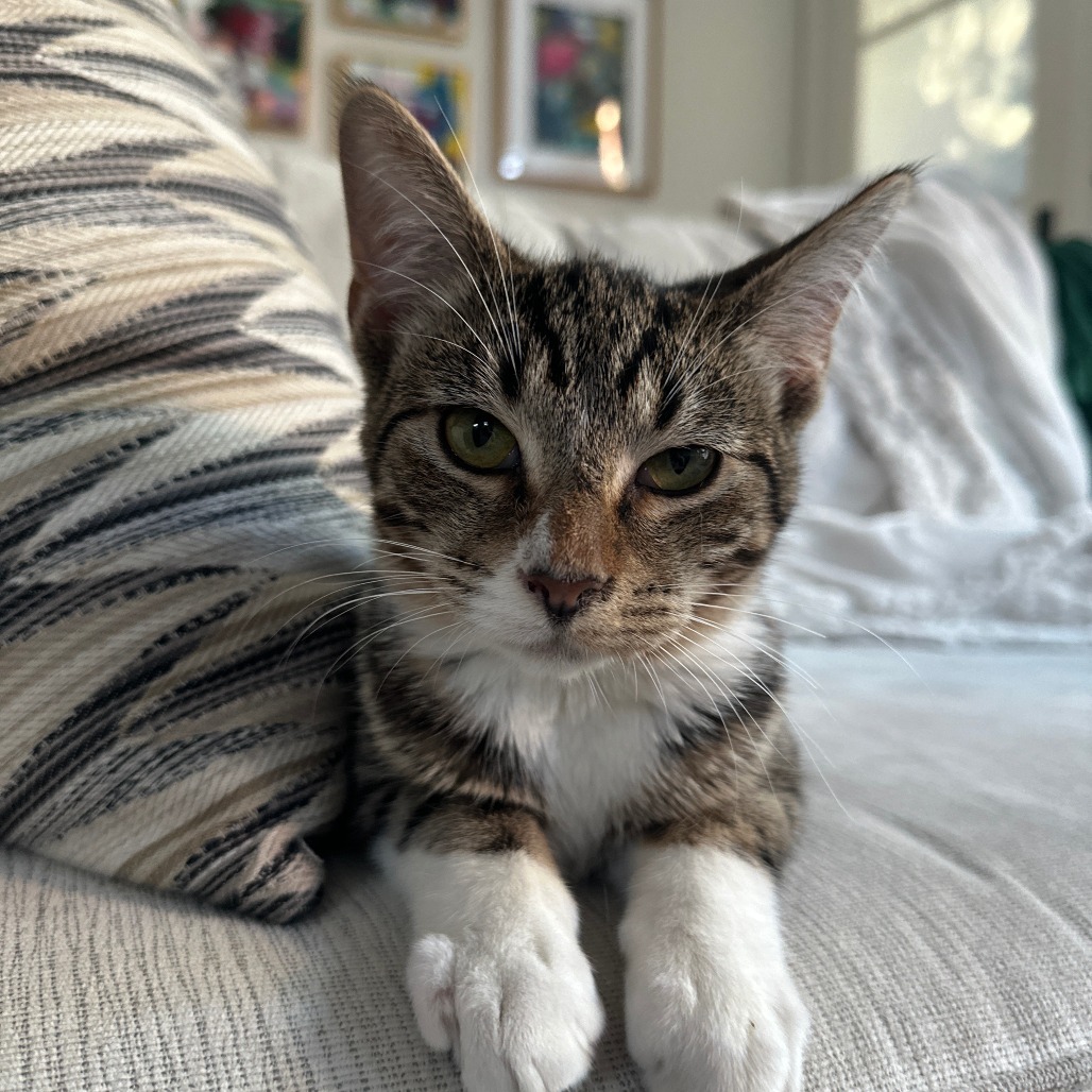 Cowboy (bonded with Astro)