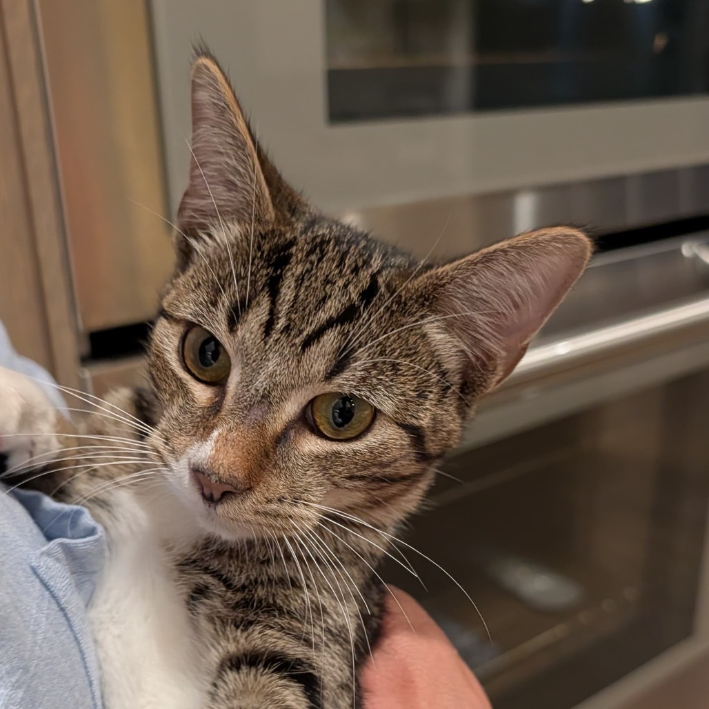 Cowboy (bonded with Astro)