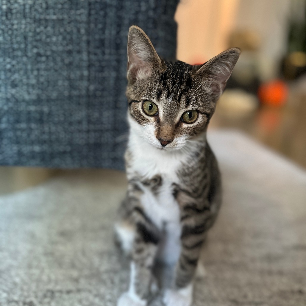 Astro (bonded with Cowboy)